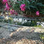 Quinta - Maca *