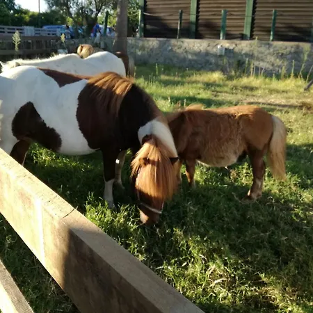 Quinta - Maça Loulé