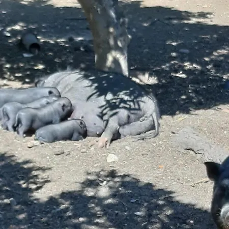 Quinta - Maça Hébergement de vacances Loulé