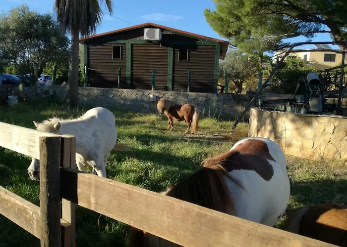 Quinta - Maca * ローレ