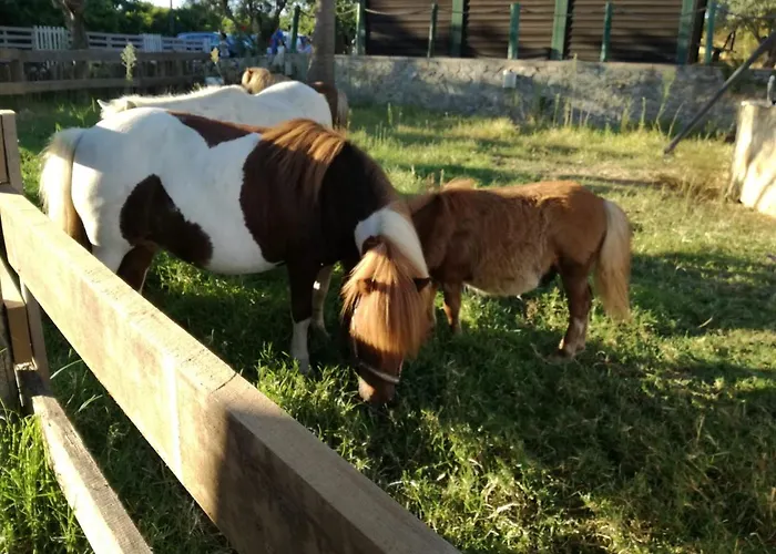 Quinta - Maca ローレ