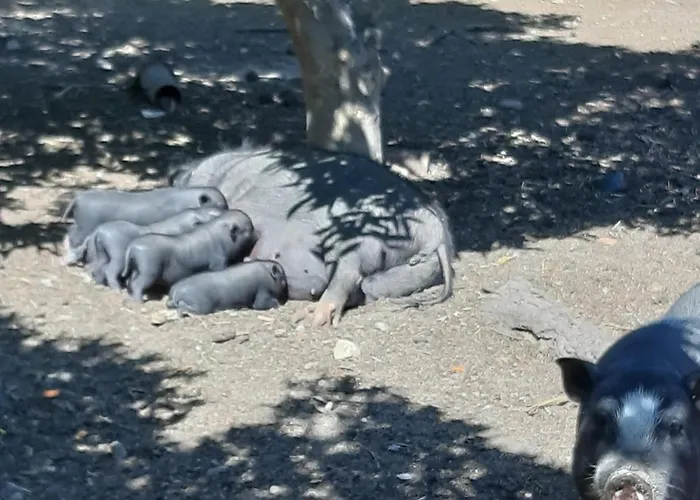 Quinta - Maca 別荘 ローレ