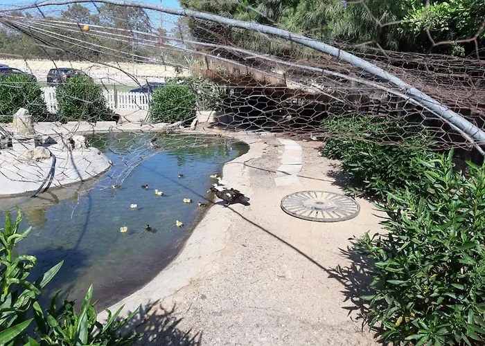 Quinta - Maca ローレ